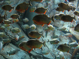 photo credit: skunks Pirahna via photopin (license)